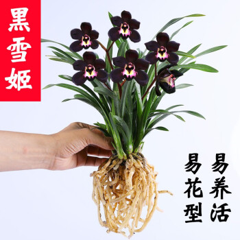 高宅兰花浓香型兰花苗墨兰【黑雪姬】矮种好养易成活室内花卉绿植盆栽