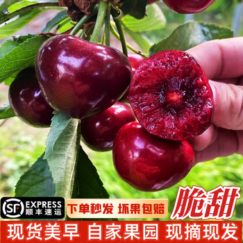 顺丰空运冷链现货山东美早大樱桃当季新鲜孕妇水果车厘子礼盒礼盒礼物