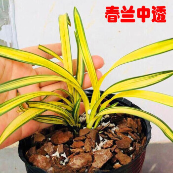 春兰中透富贵阳光黄金中透艺墨兰中透达摩兰花苗金边春兰花草矮种金边
