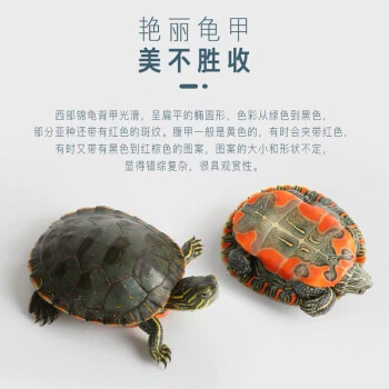西部锦乌龟深水龟观赏龟活物东锦乌龟巴西长寿龟吃粪龟 背甲3-4厘(1对