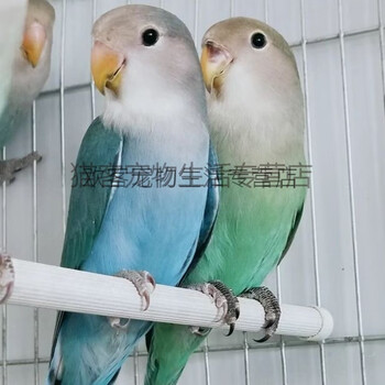 桃面类牡丹鹦鹉活鸟黄桃绿桃鹦鹉鸟一对人学说话鸟观赏鸟爱情鸟 蓝银