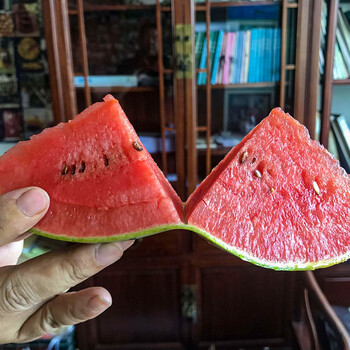 瓜圆形高产北方红瓤皮薄瓜超甜早熟高产盆栽砂瓜孑小糖丸西瓜50粒散装