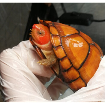 进口红面蛋龟苗深水龟观赏宠物龟红脸乌龟白唇果核红面蛋龟34厘米错甲