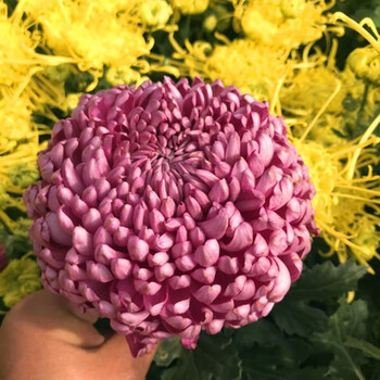 菊花苗四季开花杭州白菊食用菊花盆栽室内观花植物花卉07紫绣球大花不