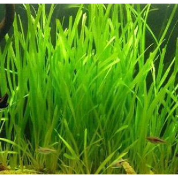 大水兰植物水草装饰淡水中后景鱼缸水韭菜原生缸阴性造景大水兰50棵