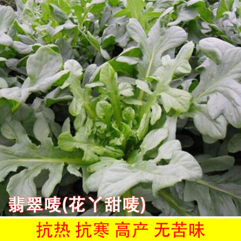 花芽甜麦菜四季播种籽香油麦苦荬菜春四季播高产农家苦麻蔬菜种孑翡翠