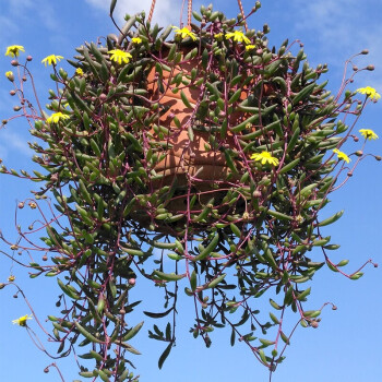 常青藤太阳花牡丹吊兰绿萝花卉 紫玄月一整盆 含盆