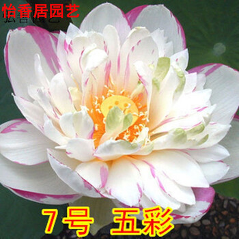 池塘大型荷花种子高产莲蓬莲子花多高产藕莲花种子五彩20粒