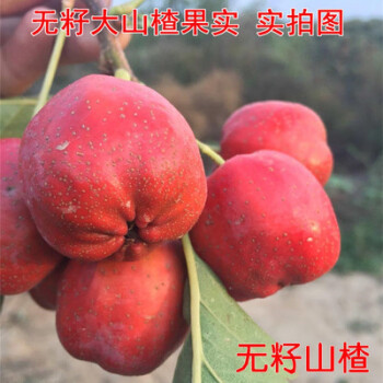 红山楂树苗当年结果南北方种植盆栽果树苗无籽山楂五年苗当年结果多多