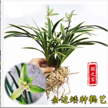 多品种金边矮种兰花苗鹤艺边艺建兰四季兰花卉盆栽假一赔十浓香国之宝