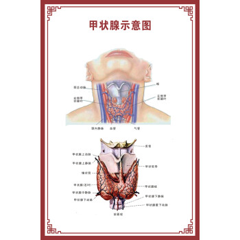 景超富康消化肠道系统结构示意图医学挂图血液人体生殖器官医院解剖图