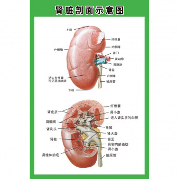 心脏结构图医院海报肾脏剖面示意图绿框6090厘米36寸pp胶薄撕开即贴