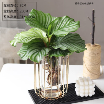 水培植物青苹果竹芋办公桌办公室内花盆栽水养万年青ins桌面绿植n5青