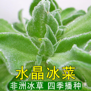 水晶冰菜种籽苗非洲冰草冰菜四季春季春播夏阳台种菜农家蔬菜种子冰菜