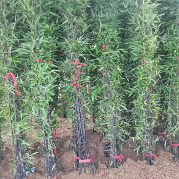 四季常青竹子苗 庭院菜园绿化植物室内盆栽耐寒黄金紫罗汉竹苗盆栽地