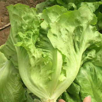 意大利生菜种子全年耐抽苔生菜籽春季夏秋冬蔬菜种子四季盆栽青菜