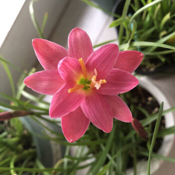 四季开花重瓣风雨兰种球风雨花葱兰韭兰庭院阳台盆栽花卉耐热耐寒