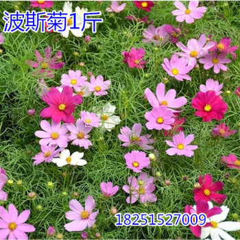 四季青草籽护坡固土马尼拉草皮黑麦草冬季矮生 矮中高 杆 波斯菊1斤