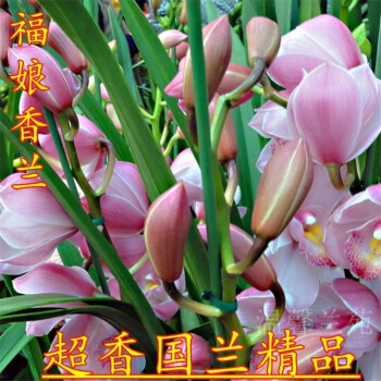 超香兰花佳人香兰浓香型盆栽四季好养建兰花卉绿植兰福娘香兰1苗价格
