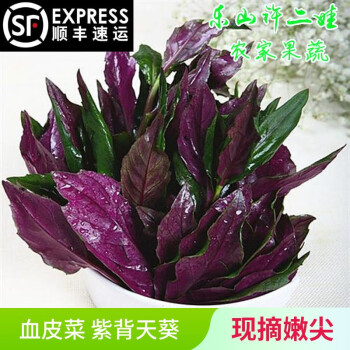 四川新鲜血皮菜紫背天葵紫背菜红背菜观音菜蔬菜血皮菜1斤泡沫箱装