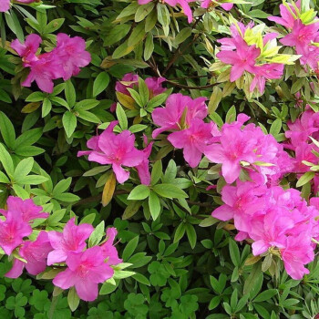 杜鹃四季常青毛杜鹃花苗红色的花园植物室内绿植花卉毛鹃耐寒绿化工程