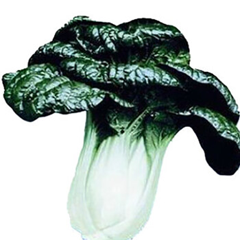 黑油白菜种子黑白菜种籽庭院菜园易种室内盆栽四季蔬菜种子孑黑油白菜