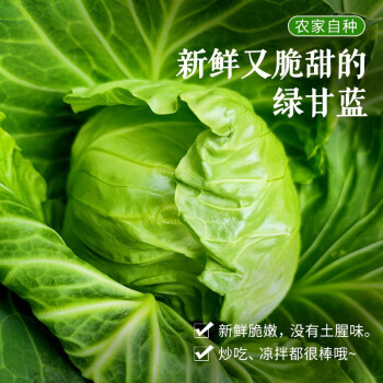 密农人家鲜嫩的圆白菜绿甘蓝新鲜蔬菜口感脆嫩500g健康轻食北京蔬菜