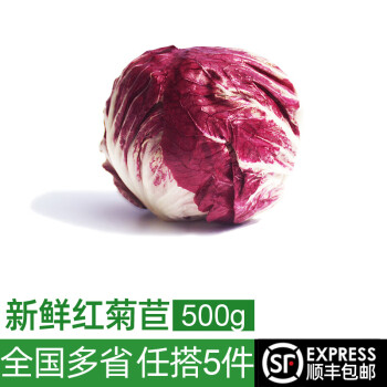 绿食者红菊苣500g落地红球生菜紫苣红叶包菜新鲜蔬菜生菜沙拉食材