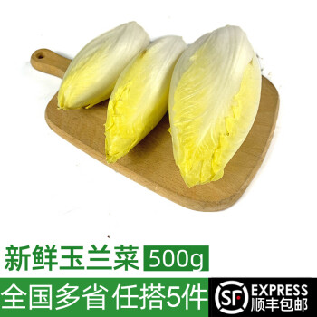 绿食者 新鲜玉兰菜500g 金玉兰苦白菜菊苣比利时芽球蔬菜 西餐沙拉食材