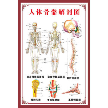 人体肌肉解剖图挂图人体内脏结构图全身器官分布穴位图人体骨骼图z124