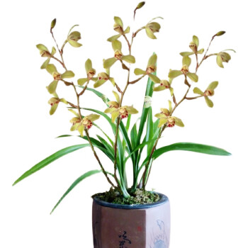 建兰荷王兰花苗四季兰盆栽花卉花色亮丽神韵高贵浓香型荷王7苗裸根不