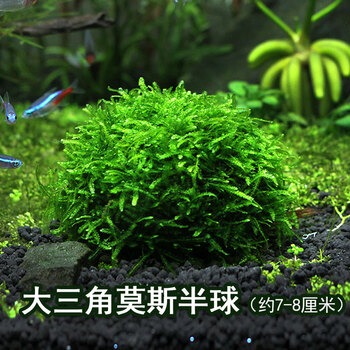 水族箱鱼缸活体水草绿菊金鱼藻蜈蚣草羽裂坨草水榕沉木造景绿色大三角