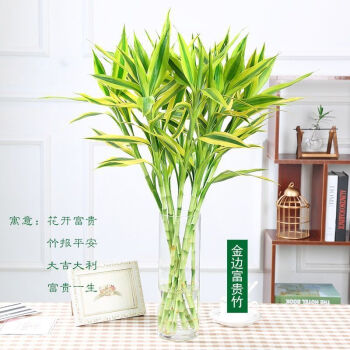 芊阙轻奢芊阙富贵竹水养招财水竹开运竹水培植物盆栽客厅紫竹金边竹10