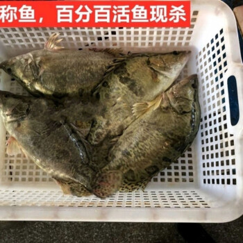 lism大桂鱼鳜鱼鳌花鱼桂花鱼淡水鱼新鲜活鱼下单现杀3斤1条5条装