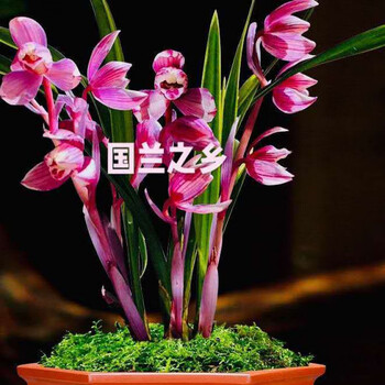 全部带花苞发货兰花老种春剑黄金素荷室内盆栽花卉金镶玉4苗连体