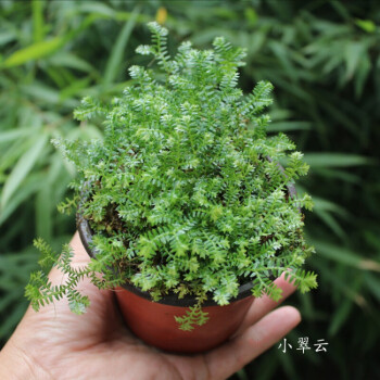当日发货兰花盆面植物翠云草 情人草幸福草 蓝翠云 卷柏 盆栽好小翠云