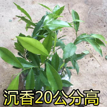 正宗海南沉香小苗 小叶紫檀苗 金丝楠木苗 菩提树苗名贵树苗 黄花梨苗