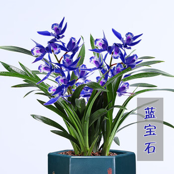 苏跃超香兰花蓝宝石当年开花满屋飘香兰花苗大花室内四季常青花卉1苗