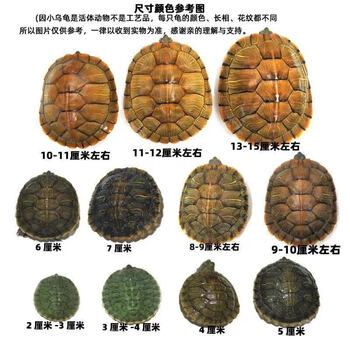 【龟 黄金龟宠物龟观赏大乌龟情侣母小乌龟超大 家庭组【五只 2