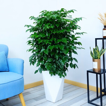 畅微幸福树盆栽大型室内客厅绿植平安树观叶植物绿宝树净化空气丛生