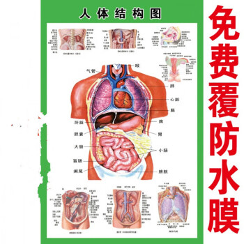 人体内脏解剖系统示意图医学宣传挂图人体器官心脏结构图医院海报d40