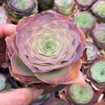 多肉植物山地玫瑰鸡蛋玫瑰潘多拉耶罗玫瑰酒杯玫瑰组合黄金可爱玫瑰