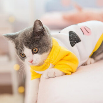 加厚保暖网红可爱小猫衣服幼猫橘猫宠物猫衣服可爱猫咪加绒s建议35斤