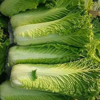 云南高山麻叶青菜大白菜天津绿白菜时令蔬菜新鲜农家自种现摘2500克
