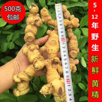 鲜黄精野生生新鲜老虎姜黄金九华山辟谷鸡头药材500g