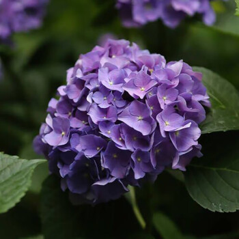 绣球苗盆栽老桩特大室内别墅庭院花卉植物四季开花带洋花苗4罗斯十五