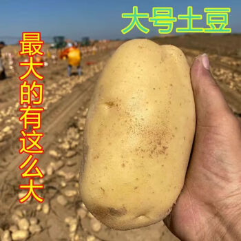 新鲜土豆批发5斤现挖现发精品黄皮黄心大土豆洋芋马铃薯土豆净重485斤