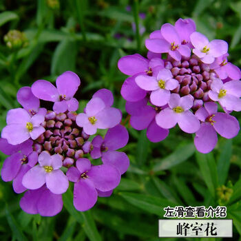 蜂室花种子四季观花阳台植物盆栽屈曲花景观花海绿化花卉草花种子蜂室