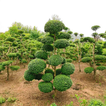 狗尾草苗圃直销小叶女贞造型盆景树桩球形树苗庭院别墅精品植物小区