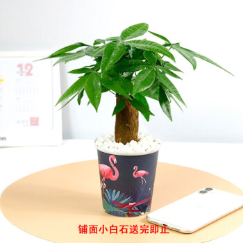 定制发财树盆栽植物室内客厅小绿植办公室桌面水培好养小盆栽花卉发财